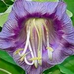 Cobaea scandens Virág