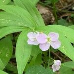 Cardamine nuttalliiFlower