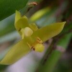 Maxillaria crassifolia Цвят