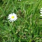 Poa pratensis Bleunienn