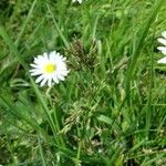 Poa pratensis Flower