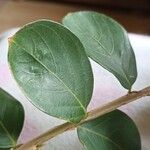 Lagerstroemia speciosa Blad