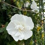 Hibiscus mutabilis ᱵᱟᱦᱟ