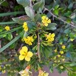 Goodenia ovata Blomst