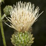 Cirsium remotifolium Flower