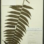 Cyathea surinamensis Лист