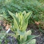 Solidago rigida Folla