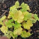 Heuchera villosa Lehti