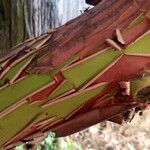 Arbutus menziesii Bark