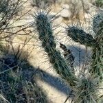 Cylindropuntia echinocarpa ᱥᱟᱠᱟᱢ