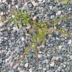 Chenopodium polyspermum Vekstform