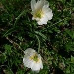 Ranunculus kuepferiFlor