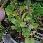 Saxifraga bulbifera Leaf