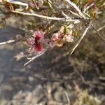 Atraphaxis spinosa Blad