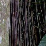 Philodendron guttiferum 樹皮