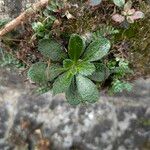 Arabis collina Folha