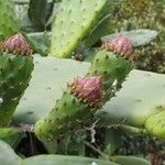 Opuntia ficus-indicaBlatt