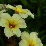 Sisyrinchium striatum Flower