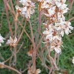 Armeria maritimaFlower