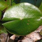 Nymphaea alba Leaf