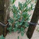 Polygonum maritimum Habitatea