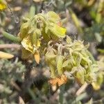 Helianthemum syriacum Otro