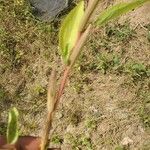 Corchorus tridens Leaf