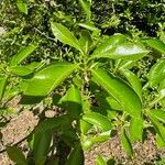 Nyssa sylvatica Leaf