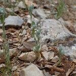 Bombycilaena erecta 整株植物