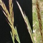 Avenula pubescens Fula