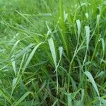 Elymus pungens Blatt