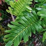 Blechnum marginatum