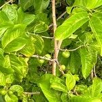 Vangueria madagascariensis Fruto