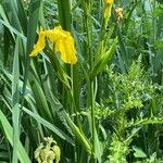 Iris pseudacorus Leaf