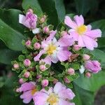 Pereskia grandifolia Blomst