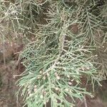 Juniperus turbinata Lehti