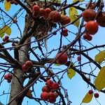 Malus baccata Fruit