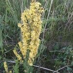 Verbascum lychnitis花