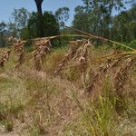 Themeda quadrivalvis ᱡᱚ