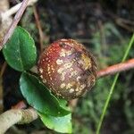 Ficus mauritiana Fruct