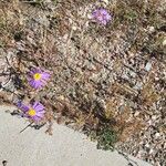 Machaeranthera tanacetifolia Blomma