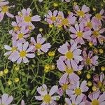 Coreopsis rosea عادت