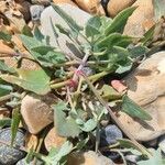 Atriplex glabriuscula Folha