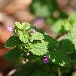 Ballota nigra Leaf