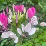 Cleome spinosa Flower