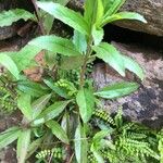 Epilobium lanceolatum Leaf