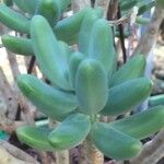 Sedum corynephyllum