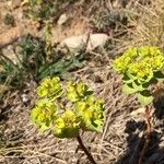 Euphorbia helioscopia Λουλούδι