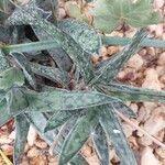 Gasteria obliqua Leaf