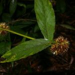 Spiracantha cornifolia Leaf